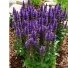 Šalavijas "Sensation PRB Medium Violet"