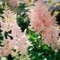 Astilbe "Europa"