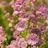 Astrantija "Pink Button"