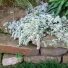 Astras erikinis "Snow flurry"