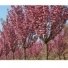 Dekoratyvioji vyšnia/ Sakura "Royal - Burgundy" Skiepyta 125 cm aukštyje