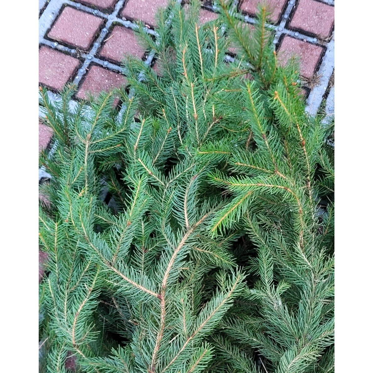 Paprastųjų eglių šakų ryšulėlis (+-40-60cm, 3 vnt.) dekoravimui Paprastųjų eglių šakų ryšulėlis (+-40-60cm, 3 vnt.) dekoravimui