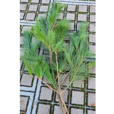 Veimutinės pušies šaka (70+cm, 1 vnt.) namų dekorui