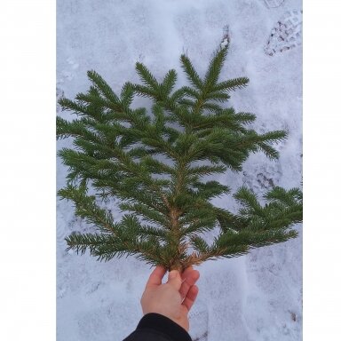 Dygiosios eglės šaka (+-60-80cm, 1 vnt.) namų dekorui