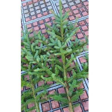 Dygiosios eglės šaka (100+cm, 1 vnt.) namų dekorui