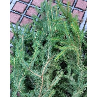 Paprastųjų eglių šakų ryšulėlis (+-40-60cm, 3 vnt.) dekoravimui