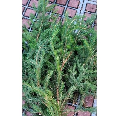 Paprastųjų eglių šakų ryšulėlis (+-40-60cm, 3 vnt.) dekoravimui 1