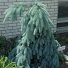 Eglė dygioji "Glauca Pendula"