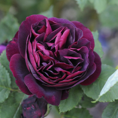 Roze "Souvenir d'Alphonse Lavallée"