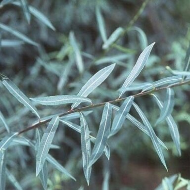 Gluosnis "Nana"