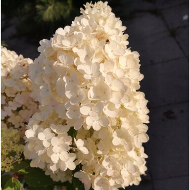 Hortenzija šluotelinė ''Grandiflora''