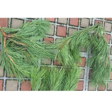 Juodosios pušies šaka (+- 60-70cm, 1 vnt.) šventiniam dekorui
