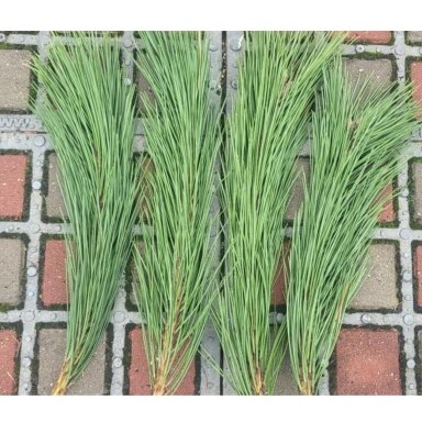 Juodosios pušies šaka (+- 40-50cm, 1 vnt.) namų dekorui