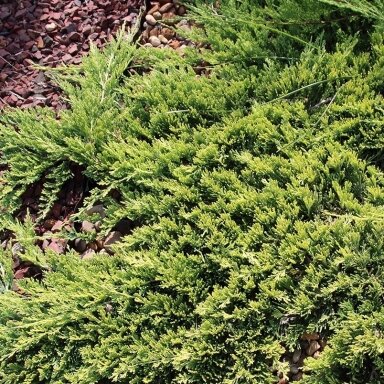 Kadagys horizontalusis "Prostrata"
