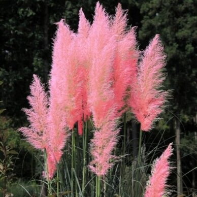 Kortaderija "Pink Feather"