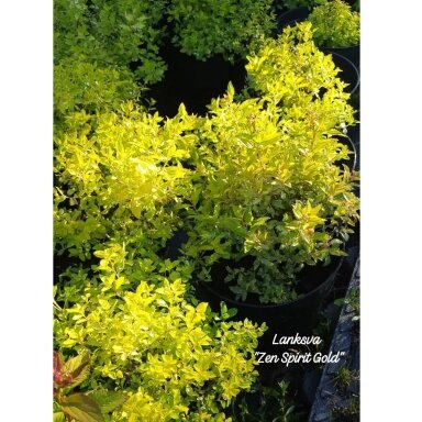 Lanksva, japoninė "Zen Spirit Gold"PRB
