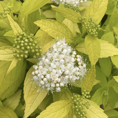 Lanksva "White Gold"