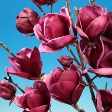 Magnolia "Genie"®