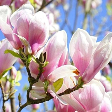 Magnolija "George Henry Kern"