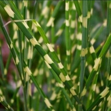 Miskantas kininis 'Strictus Dwarf'