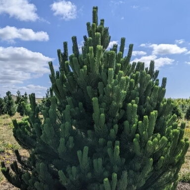 Pušis juodoji "Oregon Green"