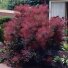 Pūkenis europinis "Royal Purple"