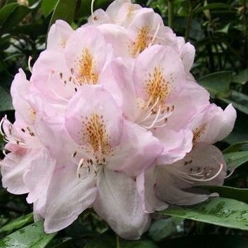 Rhododendras "Gomer Waterer" 2