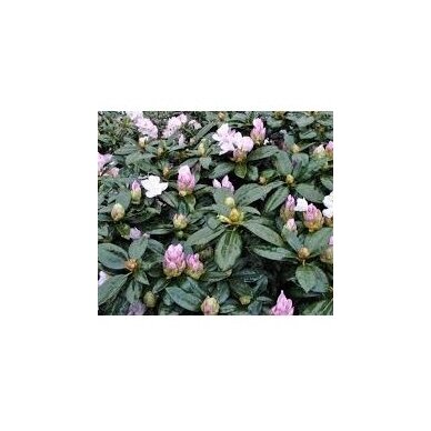 Rhododendras "Gomer Waterer" 4