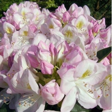 Rhododendras "Gomer Waterer"