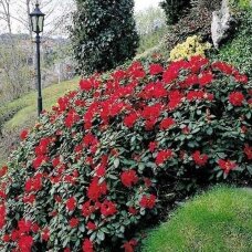 Rododendras "Scarlet Wonder"