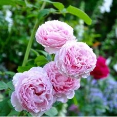 Rožė "Cottage Rose" 60/80cm