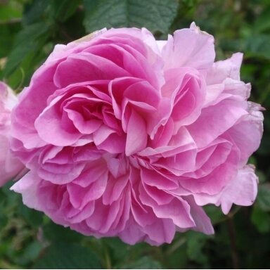 Roze "Blush Damask"