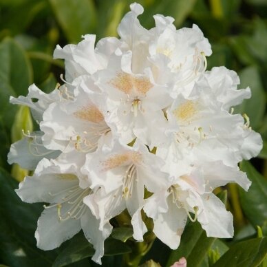 Rododendras "Cunningham's White"