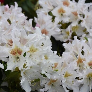 Rododendras "Cunningham's White"