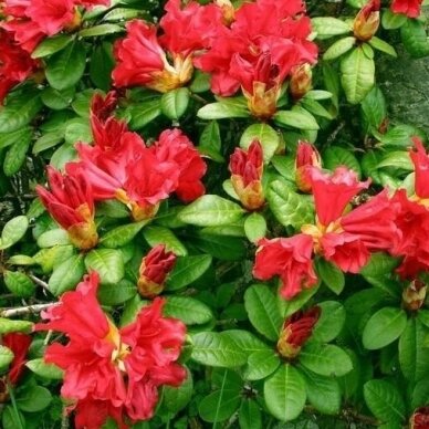 Rododendras "Scarlet Wonder"