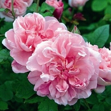 Rožė "Cottage Rose" 60/80cm 2