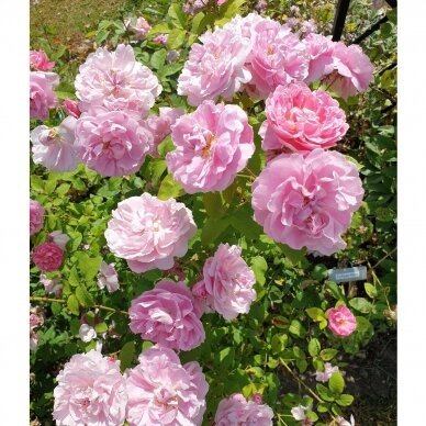 Rožė "Cottage Rose" 60/80cm 1