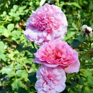 Rožė "Cottage Rose" 60/80cm 3