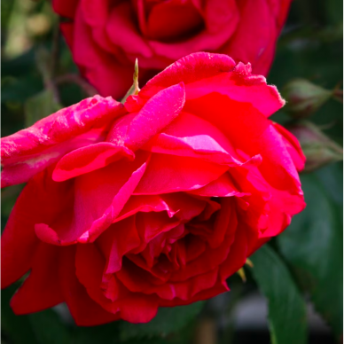 Rožė, vijoklinė "Paul's Scarlet Climber" 1