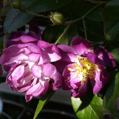 Rožė, vijoklinė "Veilchenblau" 4