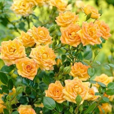 Rožė "Yellow Fairy"