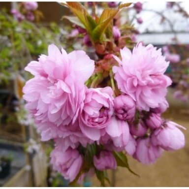 Sakura "Kiku-shidare-zakura" Skiepyta 125 cm aukšytyje