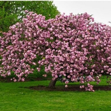 Sakura "Kiku-shidare-zakura" Skiepyta 125 cm aukšytyje 3 Sakura "Kiku-shidare-zakura" Skiepyta 125 cm aukšytyje 3
