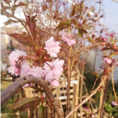 Sakura "Kiku-shidare-zakura" Skiepyta 125 cm aukšytyje 1