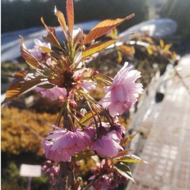 Sakura "Kiku-shidare-zakura" Skiepyta 125 cm aukšytyje 2