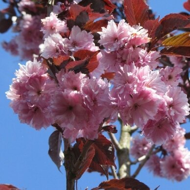 Dekoratyvioji vyšnia/ Sakura "Royal - Burgundy"