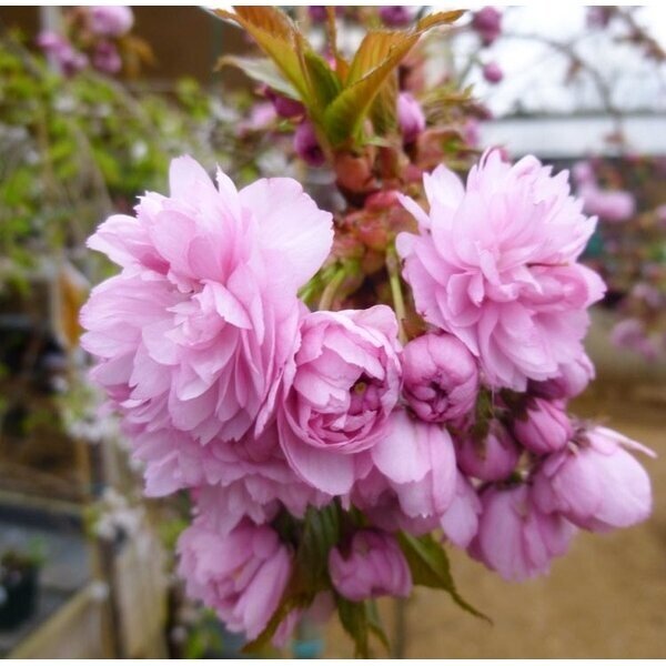 Sakura "Kiku-shidare-zakura" Skiepyta 125 cm aukšytyje Sakura "Kiku-shidare-zakura" Skiepyta 125 cm aukšytyje