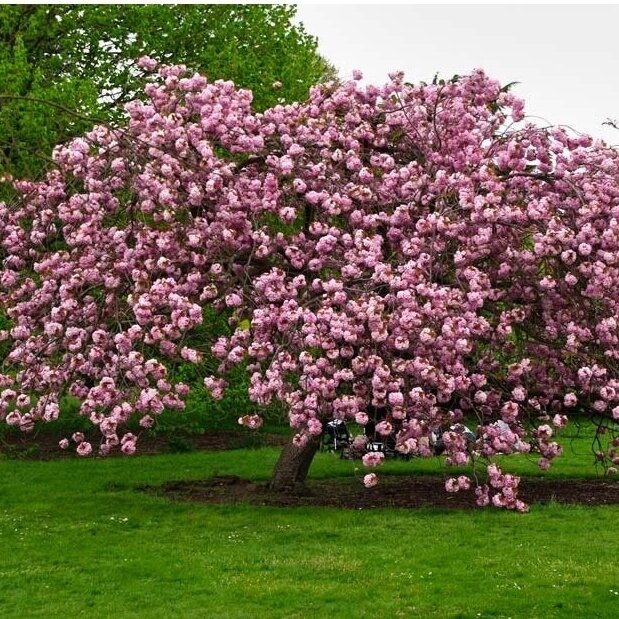 Sakura "Kiku-shidare-zakura" Skiepyta 125 cm aukšytyje 3