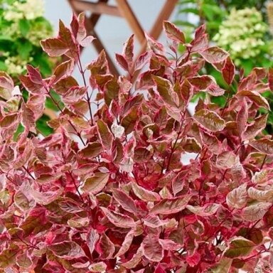 Sedula baltoji "Miracle" PRB