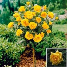 Svyruoklinė rožė "Landora", 80cm skiepas